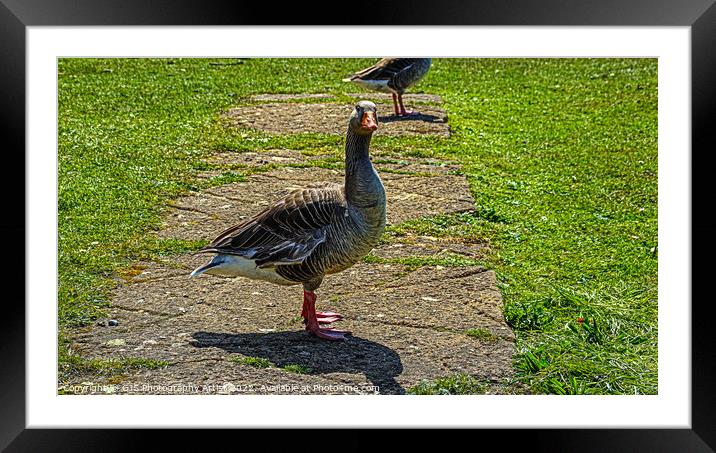 Goose on the Loose Framed Mounted Print by GJS Photography Artist