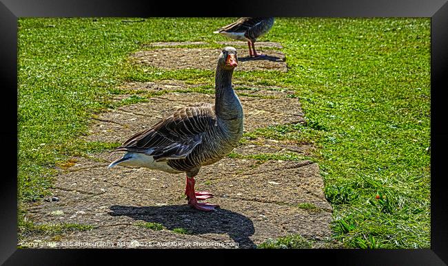 Goose on the Loose Framed Print by GJS Photography Artist