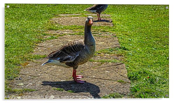 Goose on the Loose Acrylic by GJS Photography Artist