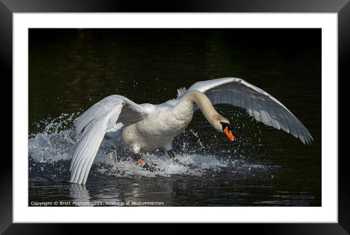Mute Swan Framed Mounted Print by Brett Pearson
