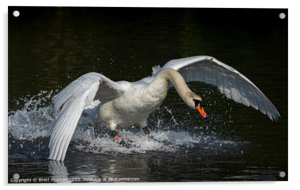 Mute Swan Acrylic by Brett Pearson