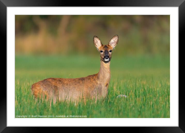 A Roe deer (doe) standing in a field Framed Mounted Print by Brett Pearson