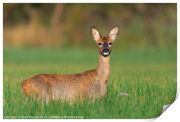 A Roe deer (doe) standing in a field Print by Brett Pearson