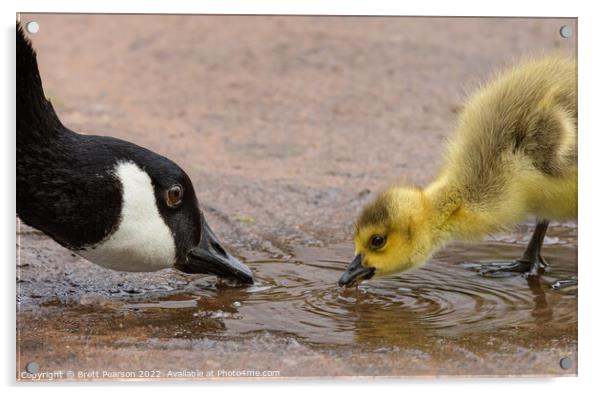 Canadian Geese  Acrylic by Brett Pearson