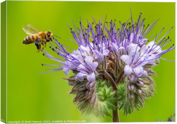 A Bee and a flower Canvas Print by Brett Pearson