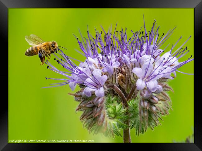 A Bee and a flower Framed Print by Brett Pearson