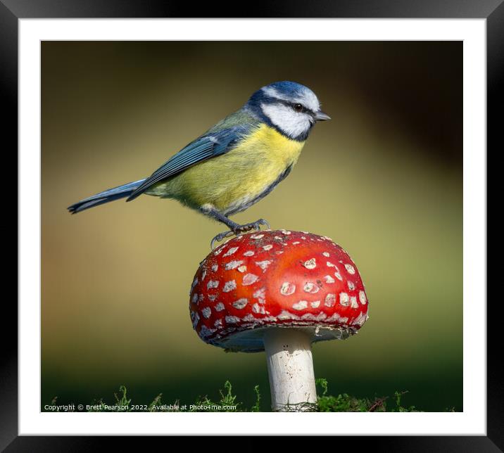 A Blue tit on a Toadstool Framed Mounted Print by Brett Pearson
