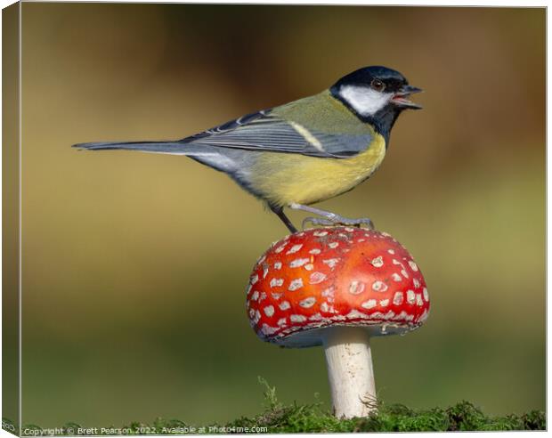 A Great tit on a Toadstool Canvas Print by Brett Pearson