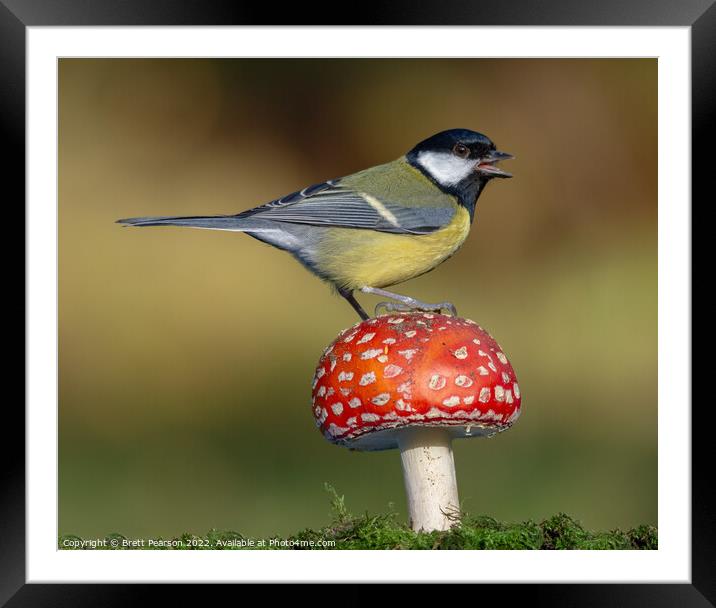 A Great tit on a Toadstool Framed Mounted Print by Brett Pearson