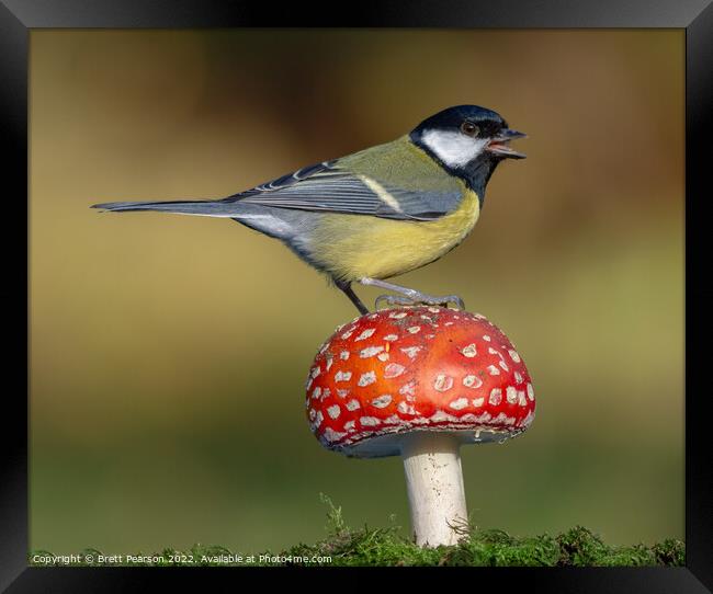 A Great tit on a Toadstool Framed Print by Brett Pearson