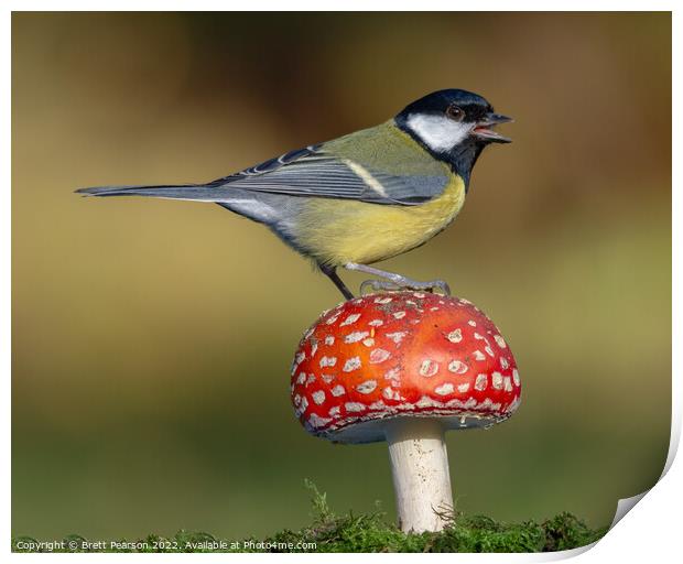 A Great tit on a Toadstool Print by Brett Pearson