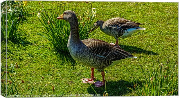 Goose out of Water Canvas Print by GJS Photography Artist