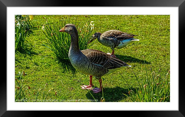Goose out of Water Framed Mounted Print by GJS Photography Artist