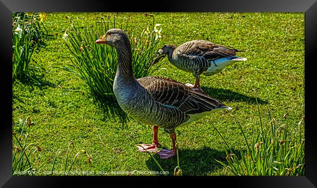 Goose out of Water Framed Print by GJS Photography Artist