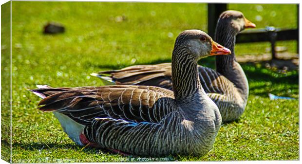 Grey Lag Geese Resting Canvas Print by GJS Photography Artist
