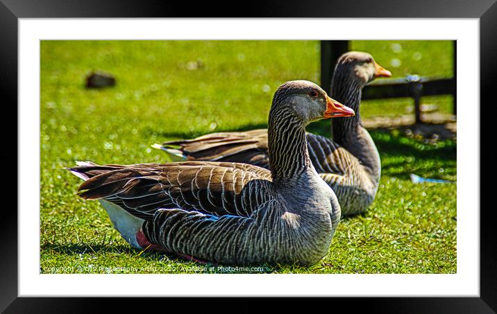 Grey Lag Geese Resting Framed Mounted Print by GJS Photography Artist