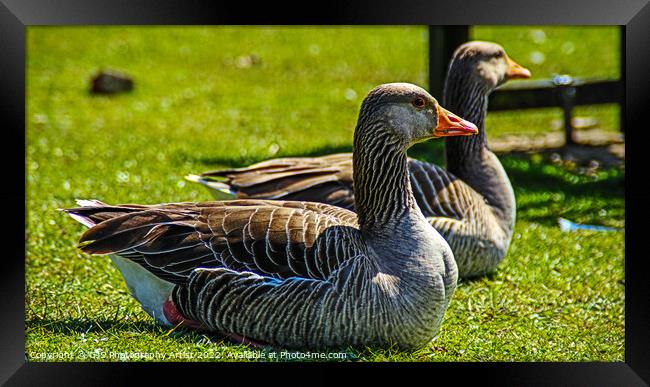 Grey Lag Geese Resting Framed Print by GJS Photography Artist