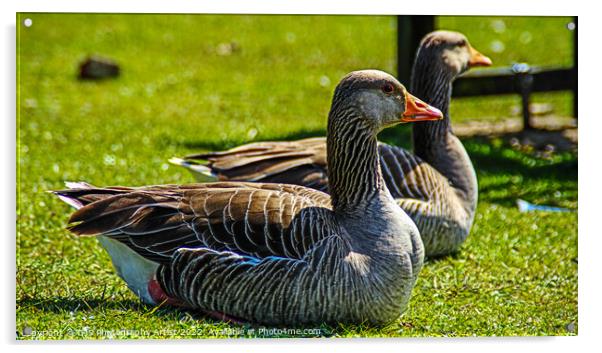 Grey Lag Geese Resting Acrylic by GJS Photography Artist