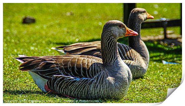 Grey Lag Geese Resting Print by GJS Photography Artist