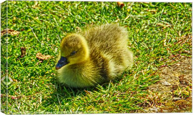 Gosling in the Sun Canvas Print by GJS Photography Artist