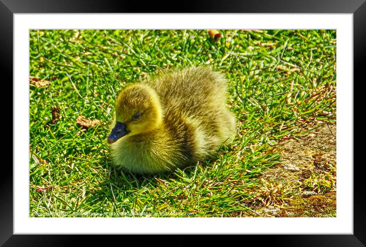 Gosling in the Sun Framed Mounted Print by GJS Photography Artist