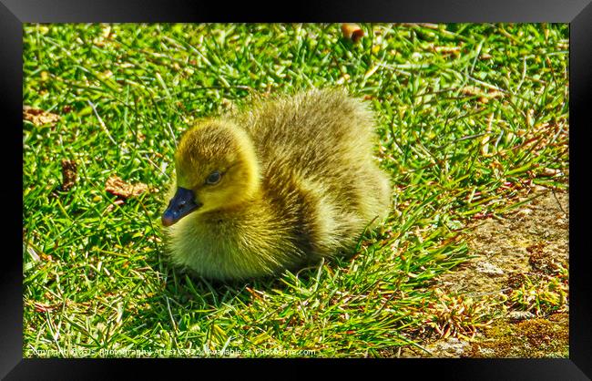 Gosling in the Sun Framed Print by GJS Photography Artist