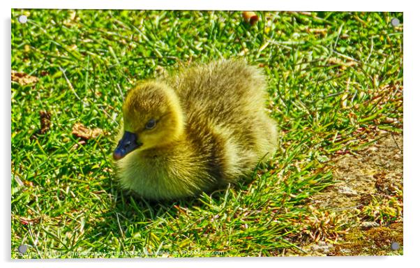 Gosling in the Sun Acrylic by GJS Photography Artist