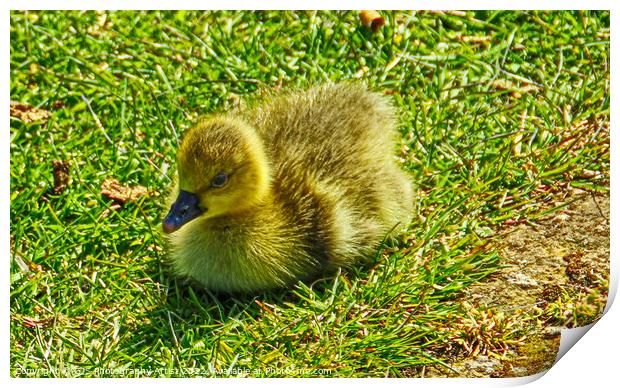 Gosling in the Sun Print by GJS Photography Artist
