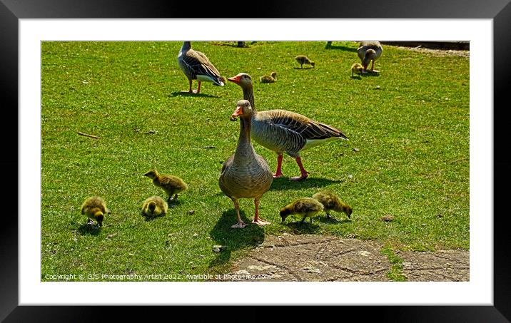 A flock of Grey Lag Geese and Goslings Framed Mounted Print by GJS Photography Artist