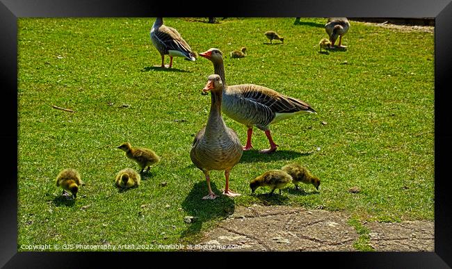 A flock of Grey Lag Geese and Goslings Framed Print by GJS Photography Artist