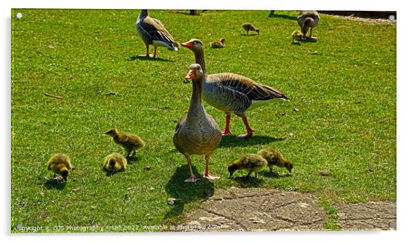 A flock of Grey Lag Geese and Goslings Acrylic by GJS Photography Artist