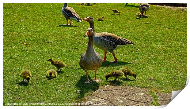 A flock of Grey Lag Geese and Goslings Print by GJS Photography Artist