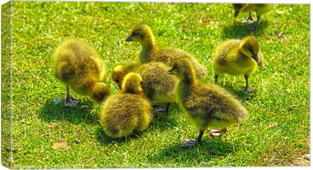 Baby Goslings  Canvas Print by GJS Photography Artist
