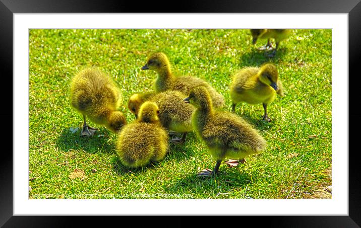 Baby Goslings  Framed Mounted Print by GJS Photography Artist