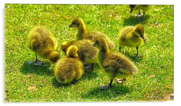 Baby Goslings  Acrylic by GJS Photography Artist