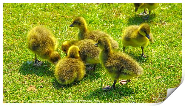 Baby Goslings  Print by GJS Photography Artist