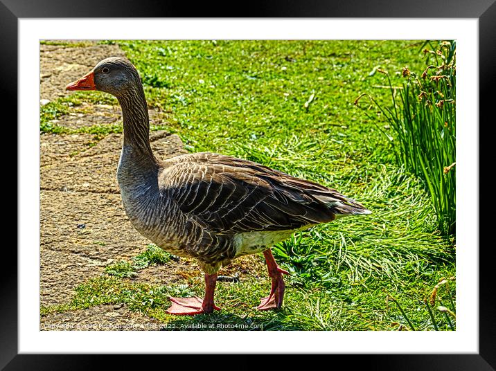 Ballet Practice Framed Mounted Print by GJS Photography Artist