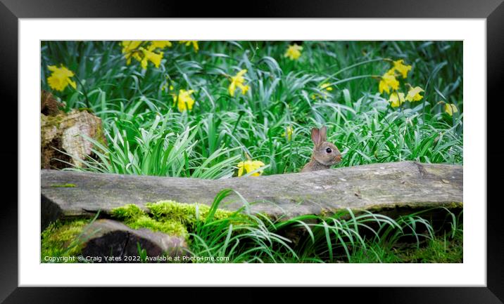 Spring Easter Bunny Rabbit Framed Mounted Print by Craig Yates