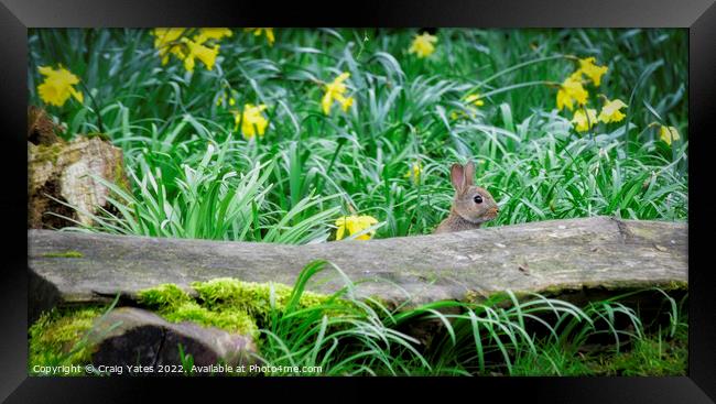 Spring Easter Bunny Rabbit Framed Print by Craig Yates