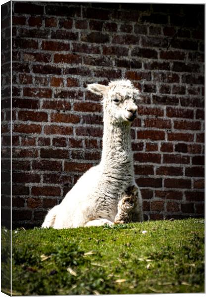 Alpaca  Canvas Print by Glen Allen