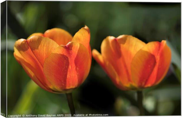 Pair of Orange tulips Canvas Print by Anthony David Baynes ARPS