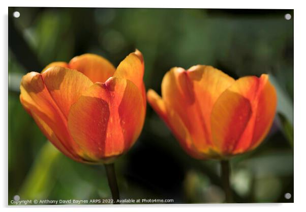 Pair of Orange tulips Acrylic by Anthony David Baynes ARPS