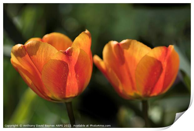 Pair of Orange tulips Print by Anthony David Baynes ARPS