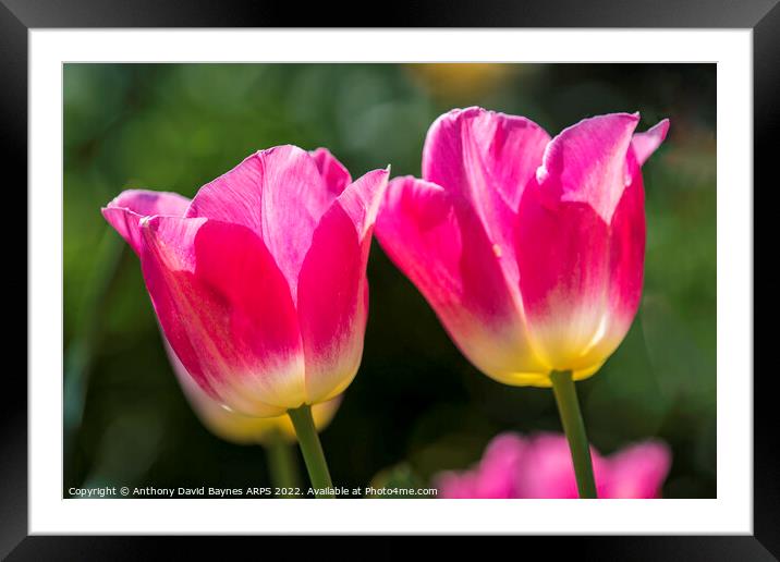 Pair of Pink tulips Framed Mounted Print by Anthony David Baynes ARPS