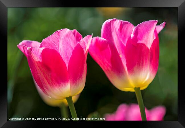 Pair of Pink tulips Framed Print by Anthony David Baynes ARPS