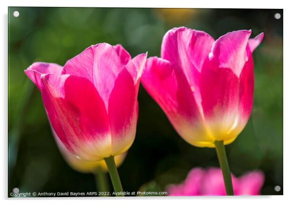 Pair of Pink tulips Acrylic by Anthony David Baynes ARPS