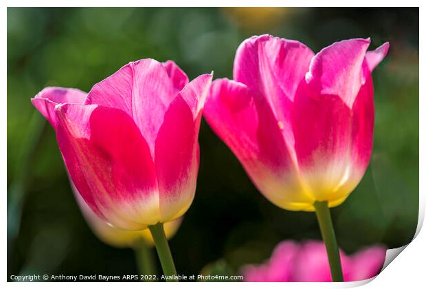 Pair of Pink tulips Print by Anthony David Baynes ARPS