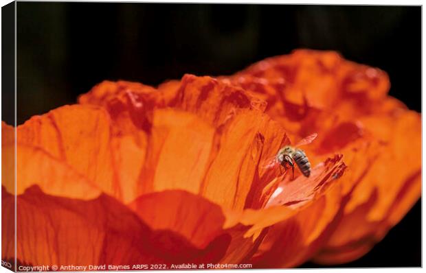 Orange Papaver Orientale Poppy with bee Canvas Print by Anthony David Baynes ARPS