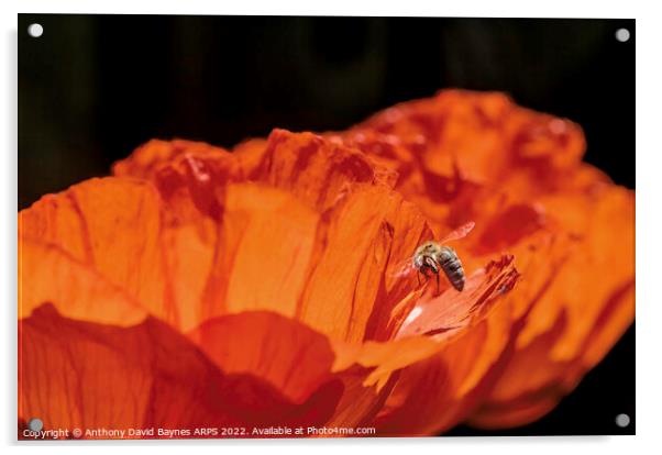 Orange Papaver Orientale Poppy with bee Acrylic by Anthony David Baynes ARPS
