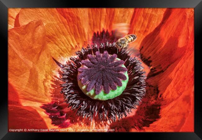 Orange Papaver Orientale Poppy with bee, close up. Framed Print by Anthony David Baynes ARPS
